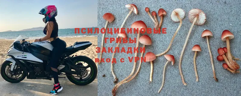 Галлюциногенные грибы Cubensis  Киреевск 